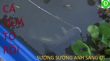 08 Thả câu cá tra bằng ống trúc - Dính cá tra khủng l Fishing