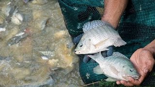 THE KEY TO SUCCESSFUL NILE FISH CULTIVATION FROM THE BEGINNING TO HARVEST