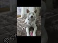 柴犬が面倒だと感じた時の飼い主への対応がこちら#shorts