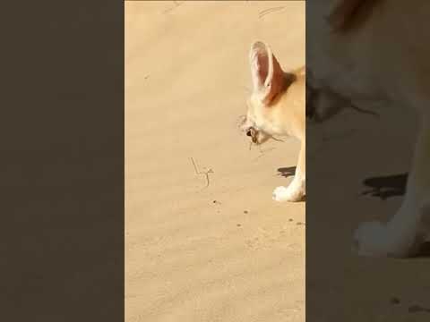 محارب الصحراء الصغير الصحراء السرعة البرية