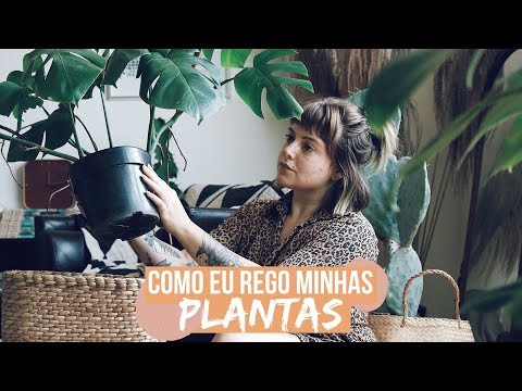 Vídeo: Regando Plantas De Interior - O Que Você Precisa Saber?