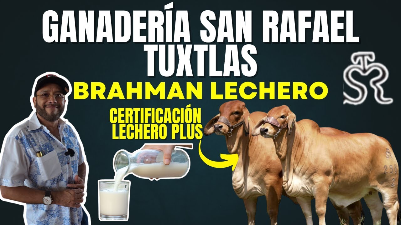 GANADO BRAHMAN LECHERO: GANADERIA SAN RAFAEL TUXTLAS | BRAHMAN GRIS Y BRAHMAN ROJO DE ALTA GENÉTICA