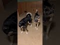 boys will be boys #germanshepherd #gsd #husky #puppies