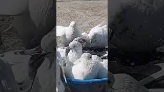 Maa Ka Bulawa Aaya Hai Jubin Nautiyal Payal Dev Manoj Muntashir Aditya D  Lovesh Nagartseries