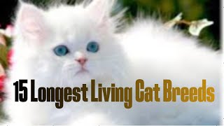 Cat Breeds | 15 Longest Living Cat Breeds: Expert Insights You Need to Know | Best Cat Breeds Net Worth