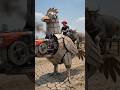 Scrap metal bird 🔥 Amazing creativity 😲 #MechanicalBird #ScrapArt #ViralShorts #Trending #shorts