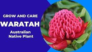How To Grow And Care For Waratah Australian Native Plant