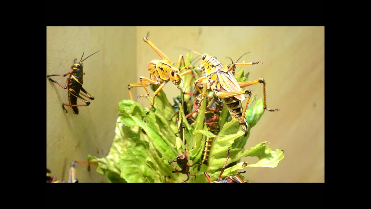 Giant Insect Battle / Fight Lubber (Romalea guttata