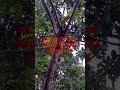 কালেমা-লা ইলাহা ইল্লাল্লাহু মুহাম্মাদুর রাসুলুল্লাহ সাঃ#shorts #islamicvideo #kalema #dua