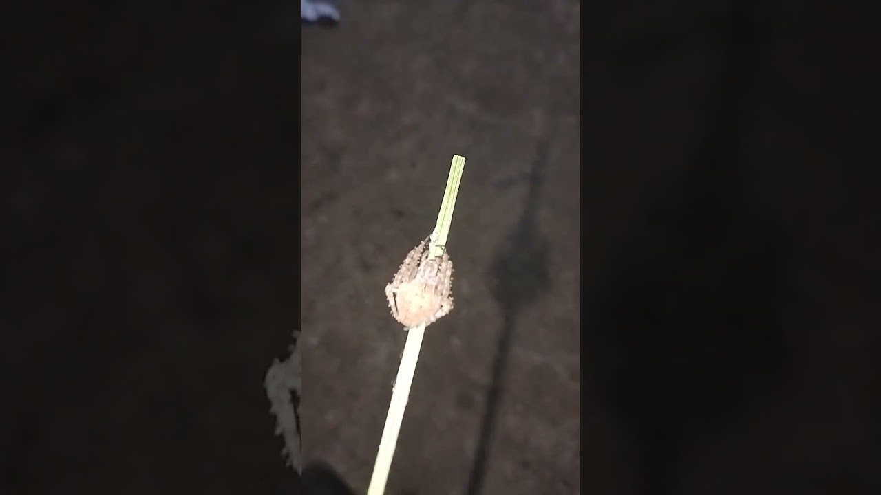 Naglaro ng gagamba ang mga bata 😂