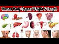 Human body organs weight and length