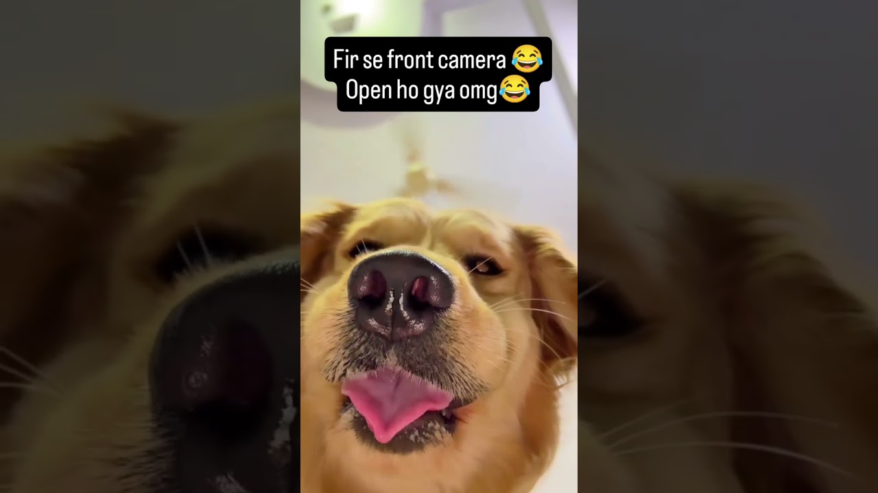 Talking Dog Funny 😂  