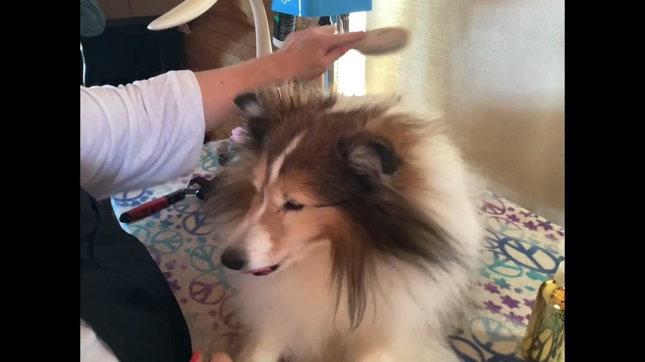 Grooming Shelties Brushing Part 3, Chest and Ruff YouTube