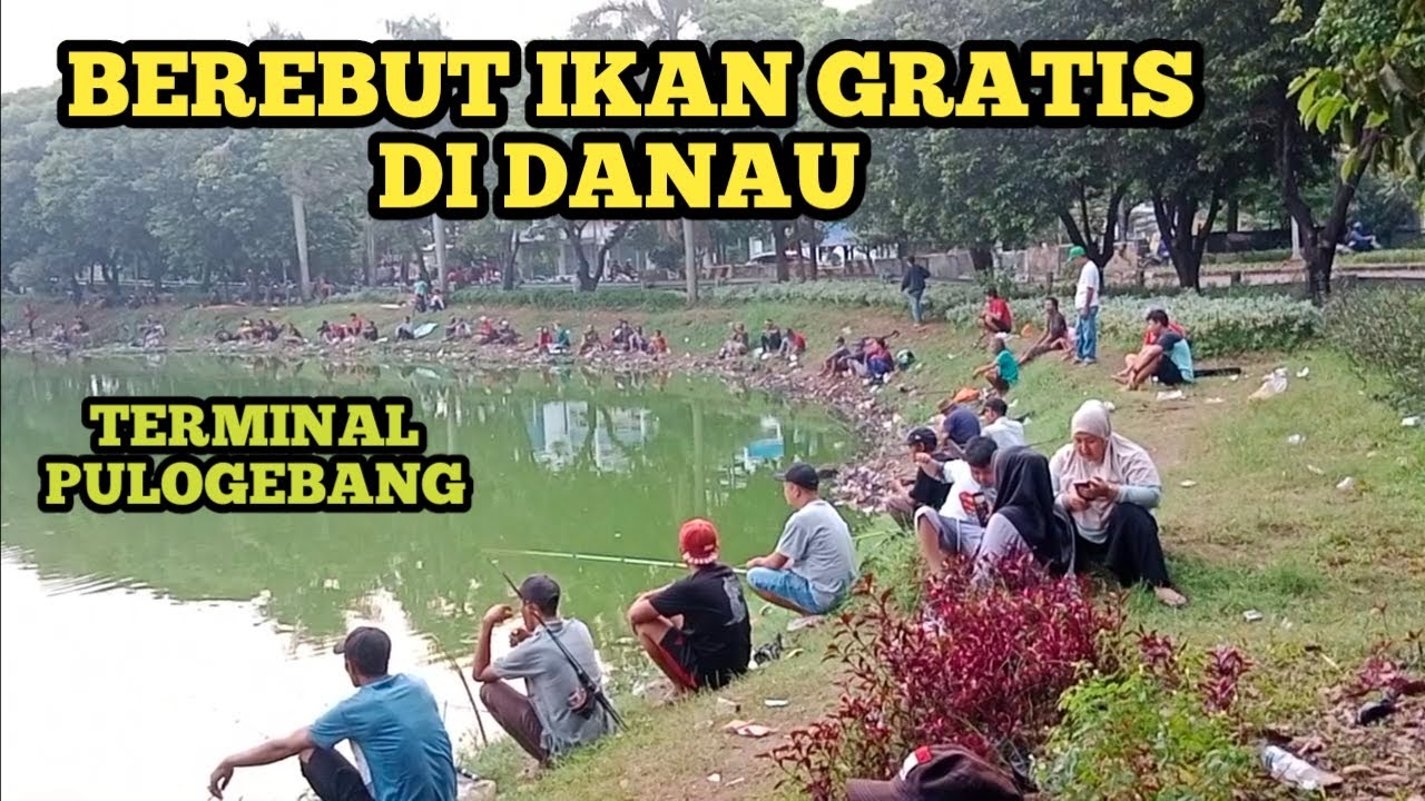Berebut ikan bawal gratis di danau pulogebang jakarta timur