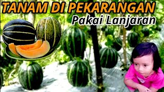 cara menanam blewah | blewah blaster | tanam blewah dirumah #blewah #blaster