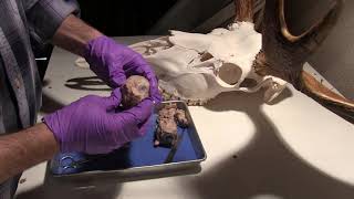 Eyeball Dissection