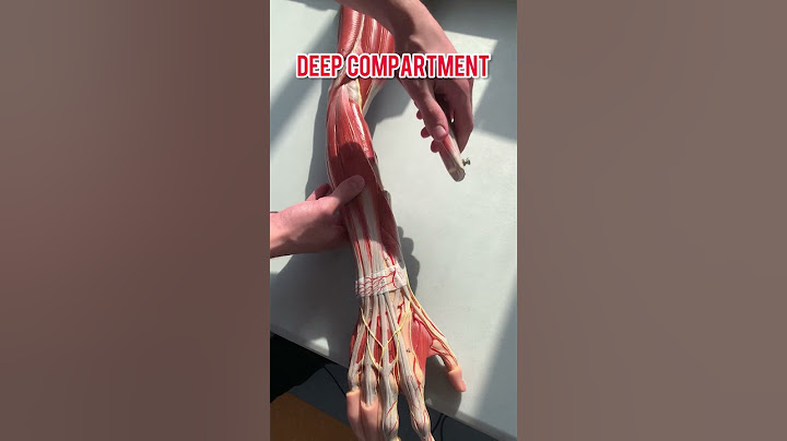 Muscles of the extensor forearm in 30s, can you comment their innervation? #anatomy #medschool
