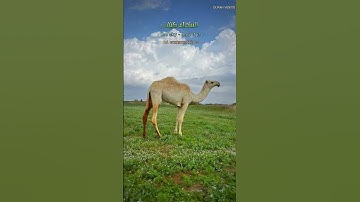 افلا ينظرون الى الابل كيف خلقت والى السماء كيف رفعت  #قرآن  #عبدالباسط_عبدالصمد #سورة_الغاشية