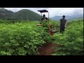 Mulberry reaper binder tractor