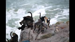 Podcast De Cuarentena - Programa 2