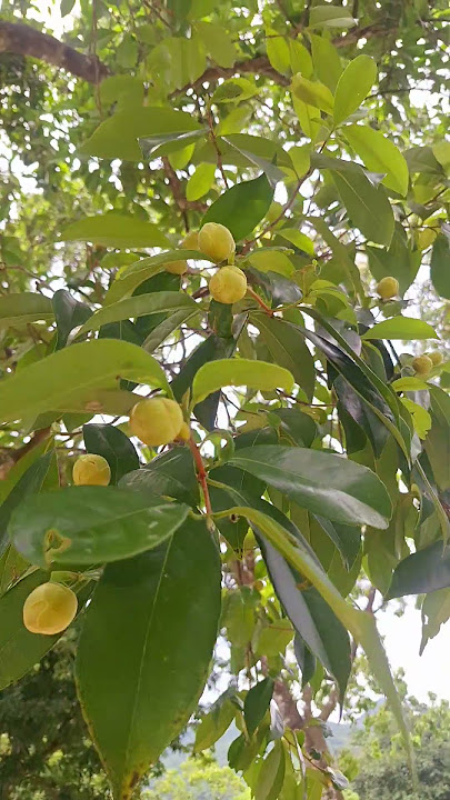 Camellia flower #shortsfeed #camelliaflower #camellia #shortvideo #viralvideo #camelliatree #flower