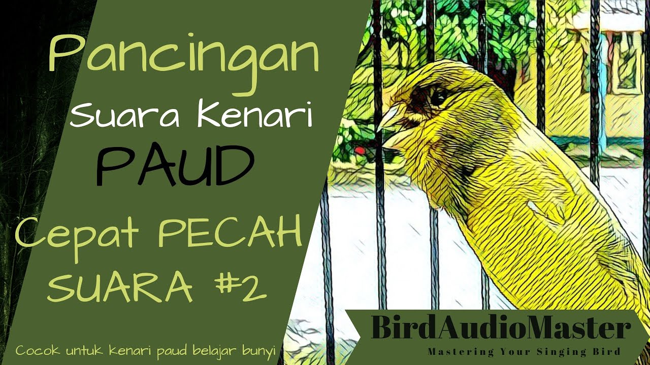 Pancingan Burung Kenari Paud Agar Bunyi dan Cepat Pecah Suara #2