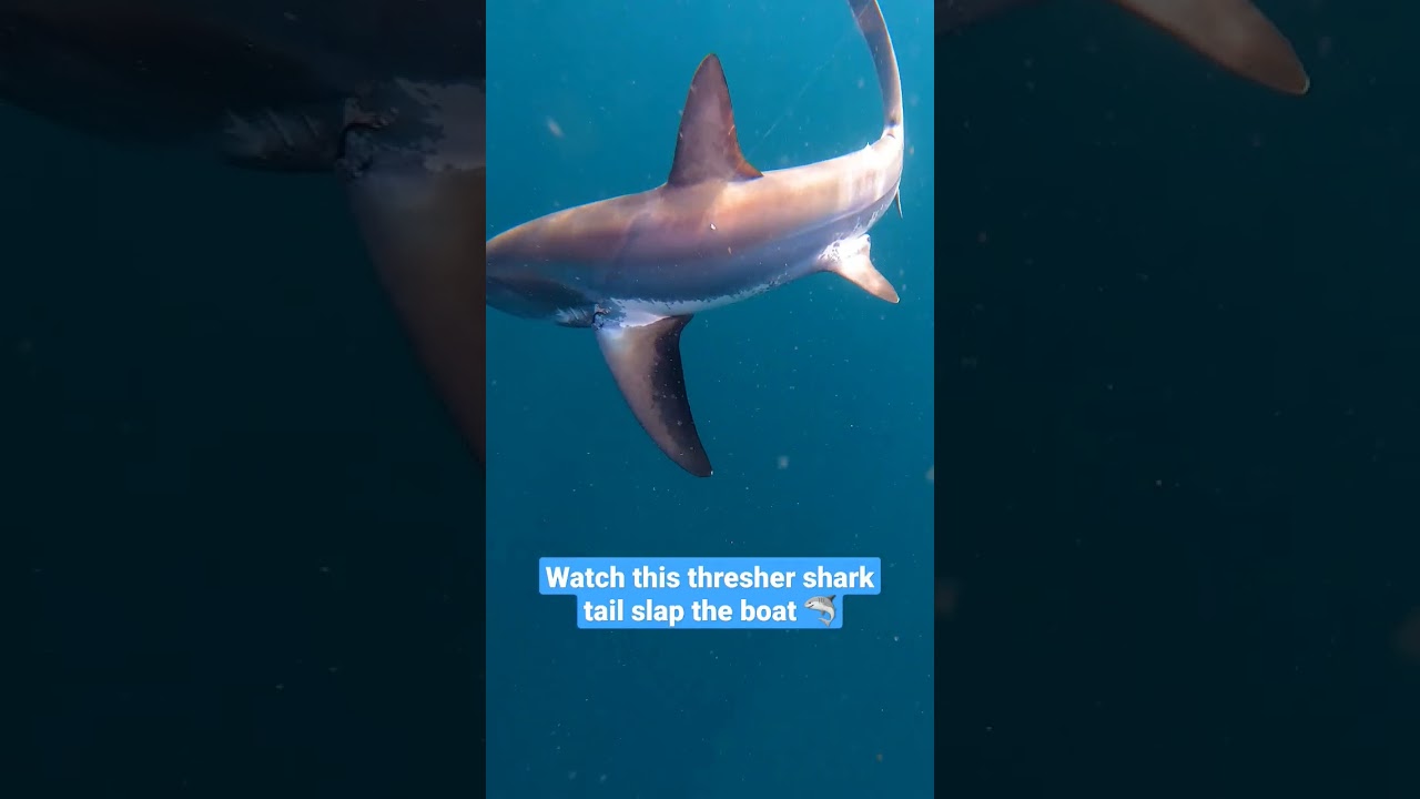 A big thresher love taps the gunwhale after being fit with a satellite tag 