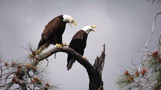 bald eagles 4-5-2024