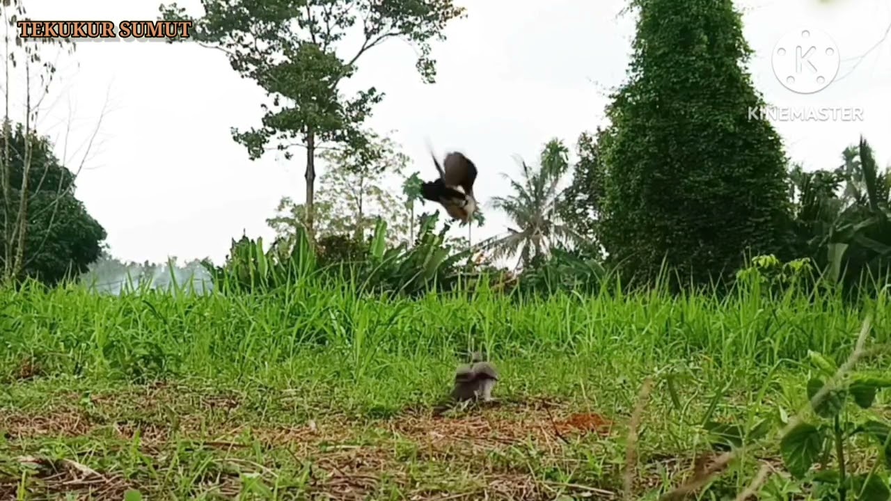 Targ3t// Suara Menengah//Penguku Diamank4n #tekukur #burung #tekukursultan #birds #tekukurliar 