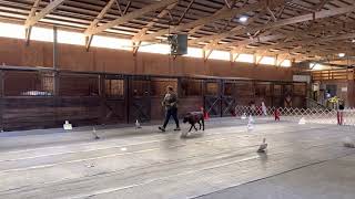 AKC Virtual Rally Novice - Course number 5