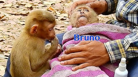 So Sadness Abandoned Bruno Fell On High Tree Got Injury Now