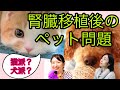 腎臓移植後ペットと過ごせる？飼ってもいいの？まさか手放さないといけないの？