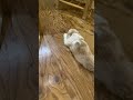 散歩から帰宅 #dog #シーズー