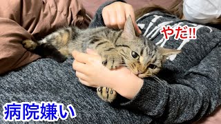 病院に行くのが嫌すぎて飼い主に激しい攻撃をしてしまった猫w