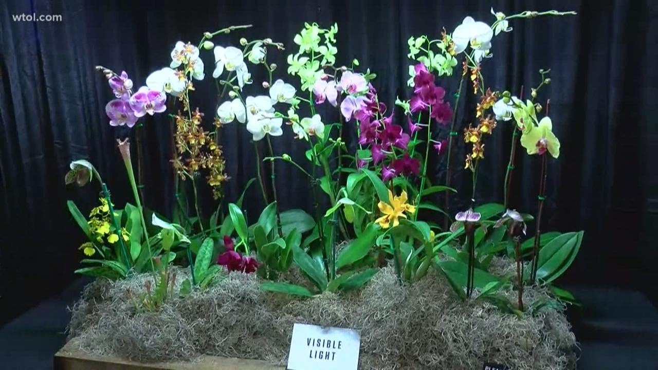 Toledo Zoo's orchid show is a stunning date idea for Valentine's Day weekend