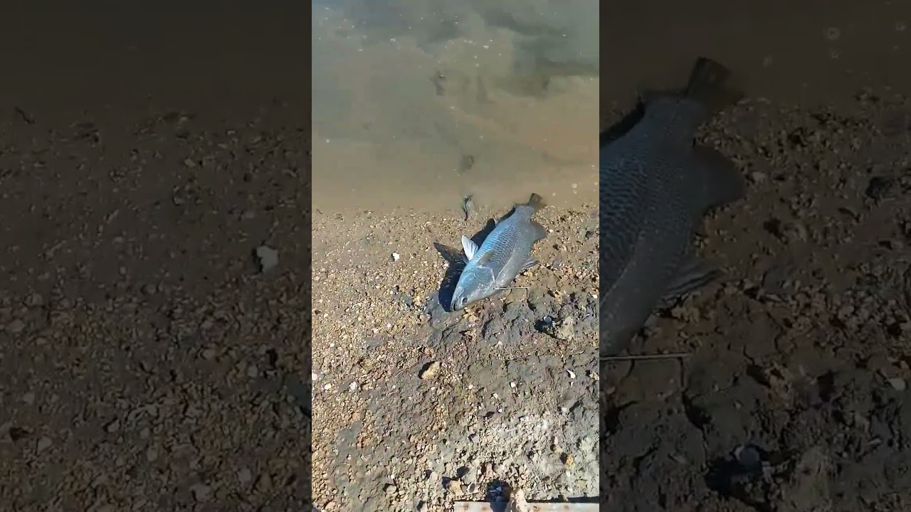 maser ikan barramundi langsung tumbang😁