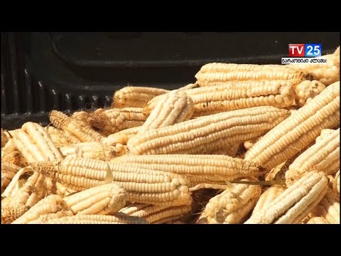 აზიური ფაროსანას გავლენა სიმინდის მოსავალზე