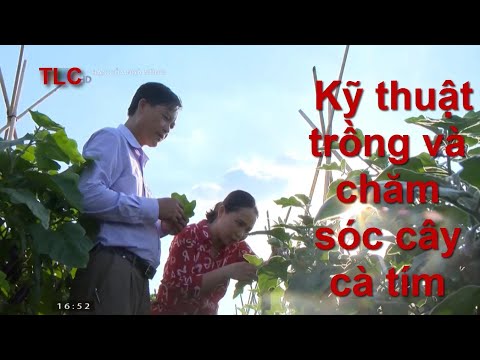 Video: Trồng cây cà tím: phương pháp, điều kiện, chăm sóc và cho ăn. Chuẩn bị và gieo hạt giống cà tím cho cây con