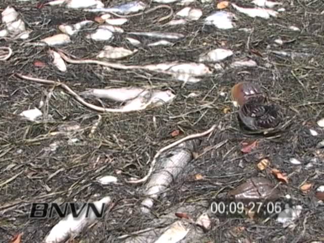 6/18/2005 Red Tide Fish Kill Footage, Sarasota Bay Florida