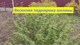 Чтобы малина была крупной и вкусной...