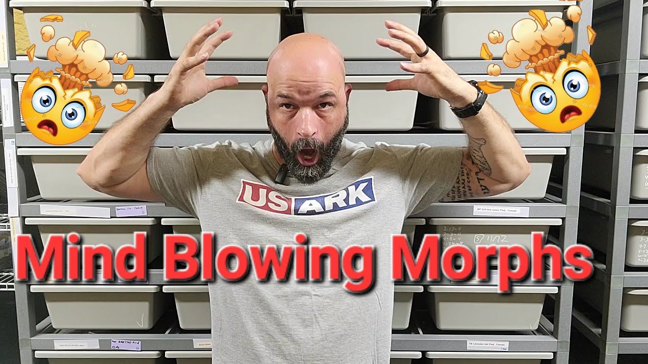 Потрясающий крой клатчей. Необычные узоры и цвета, с современными обновлениями.