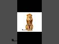 Lion bleh #bleh #lion #meme #ai #capcut #fyp