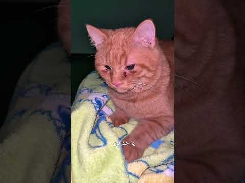 واجعه دماغى بقالها اسبوع عايزه تتجوز واول ماجبتلها الذكر Cat 