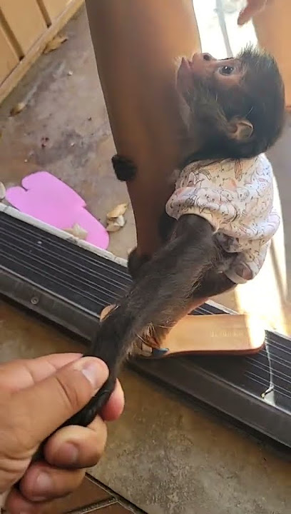 Cuando no quieren llevar a Julia a la tienda  #julia #mono #monkey