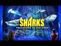 Zoo Tours Ep. 96: SHARKS! Predators of the Deep | Georgia Aquarium