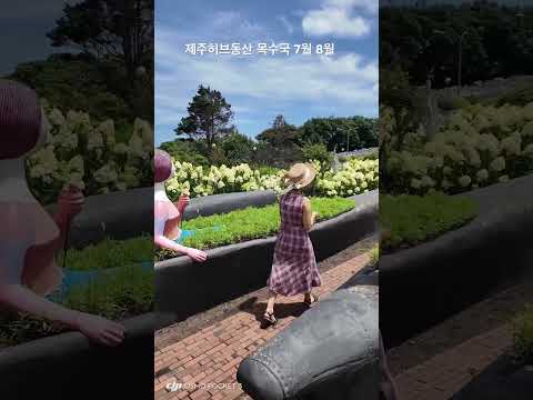 제주도 동쪽 가볼만한곳 목수국 이쁘게 피었네요