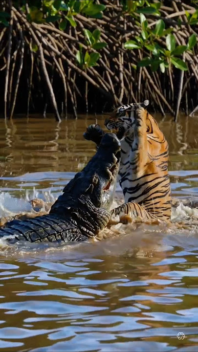 Crocodile vs Tiger – Who wins?