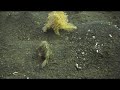 You've got to SEA this - Walking frog fish