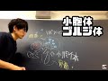 小胞体とゴルジ体【物質の輸送】 　高校生物