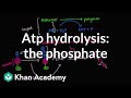 ATP hydrolysis: Transfer of a phosphate group | Biomolecules | MCAT | Khan Academy